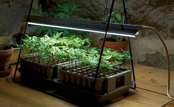 Лампа для выращивания зелени