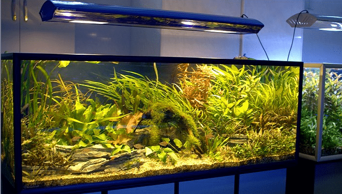 Освещение аквариума с растениями