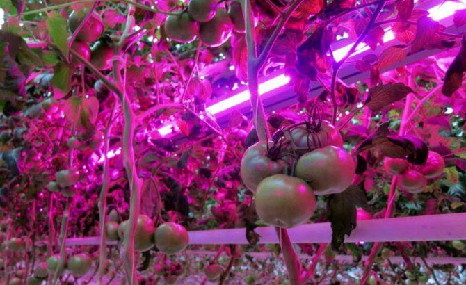 Рост помидоров под светом фитоламп