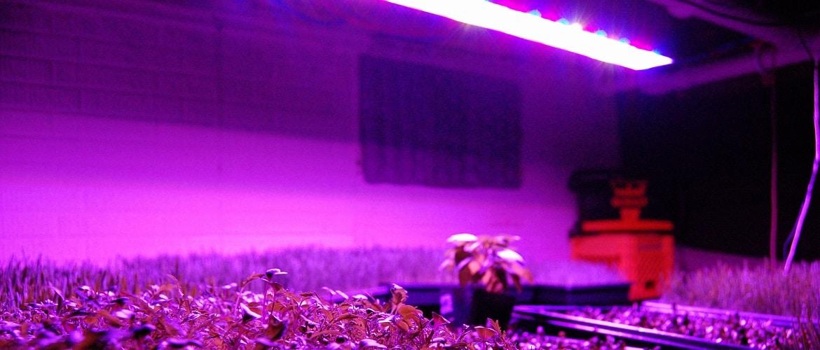 ультрафиолетовая лампа для роста растений