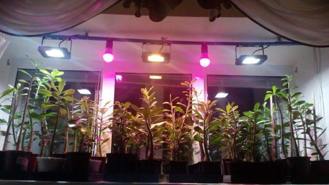 Подсветка растений