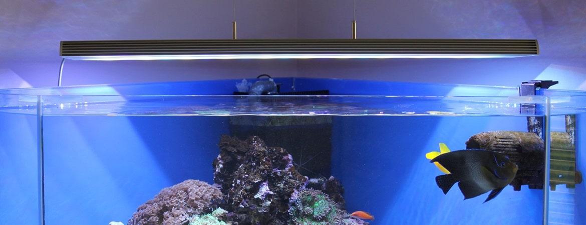 Биофильтр для аквариума своими руками: как сделать живой биологический фильтр