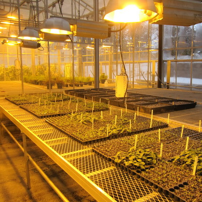 Выбираем свет для досветки растений в теплице