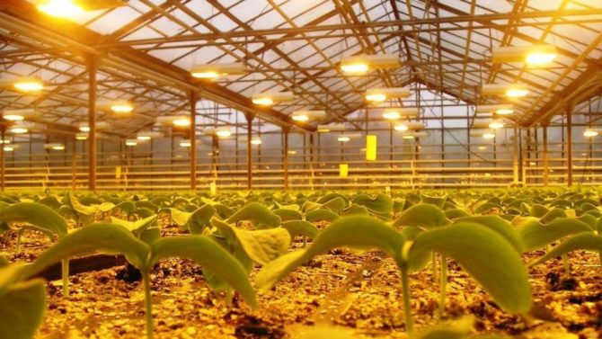 Выбираем свет для досветки растений в теплице